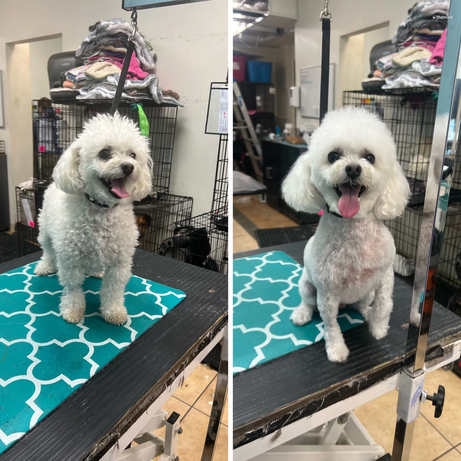 dog4