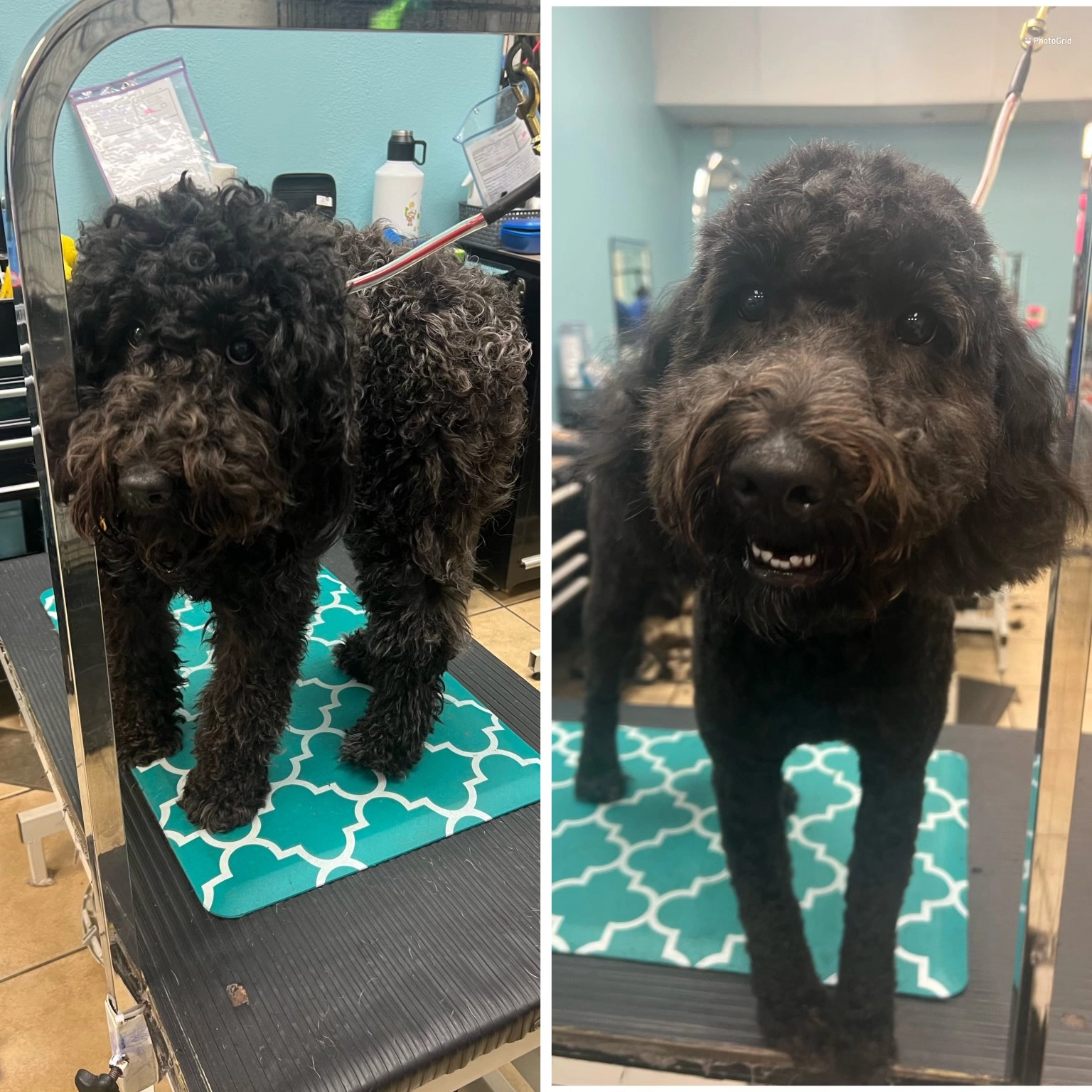 dog9