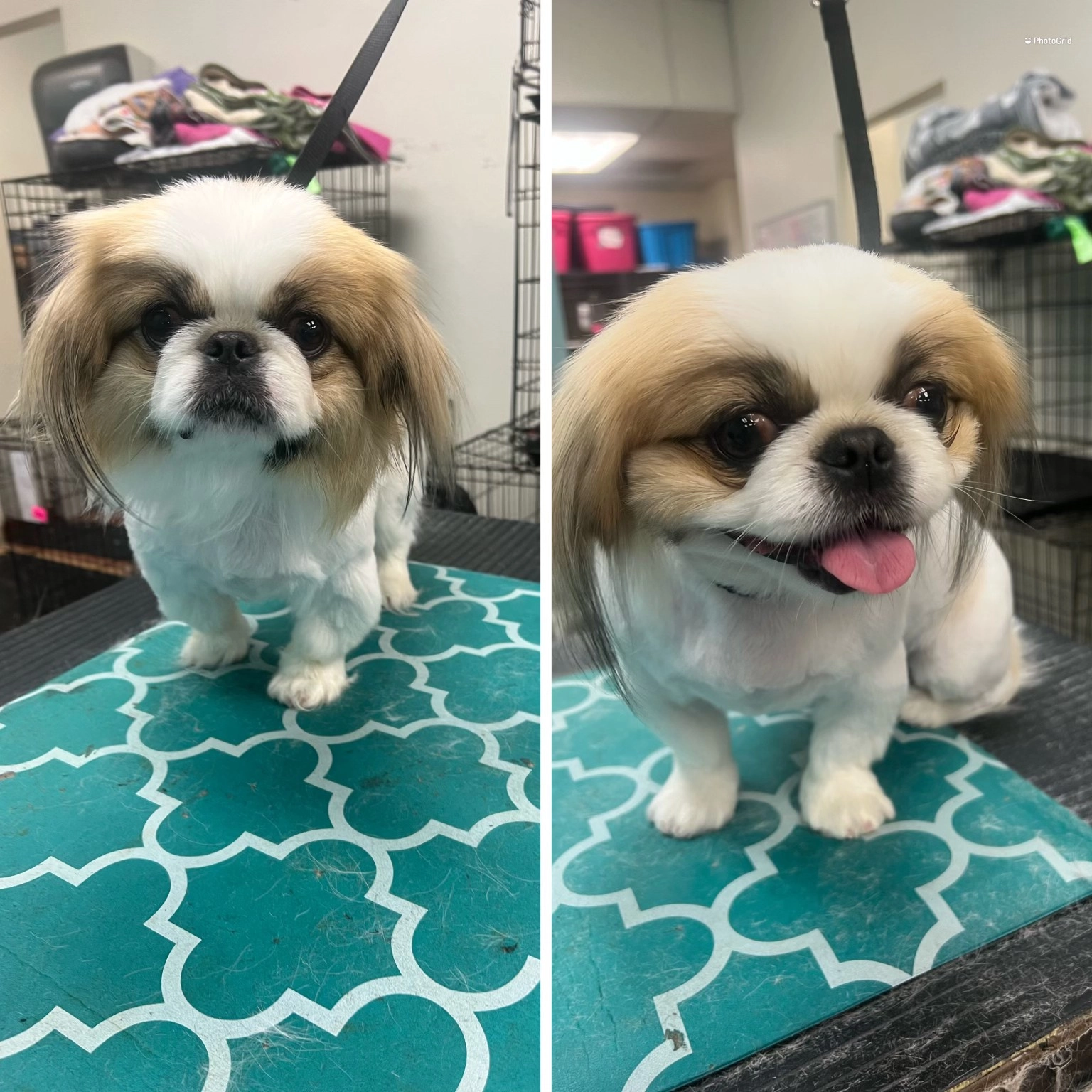 dog12