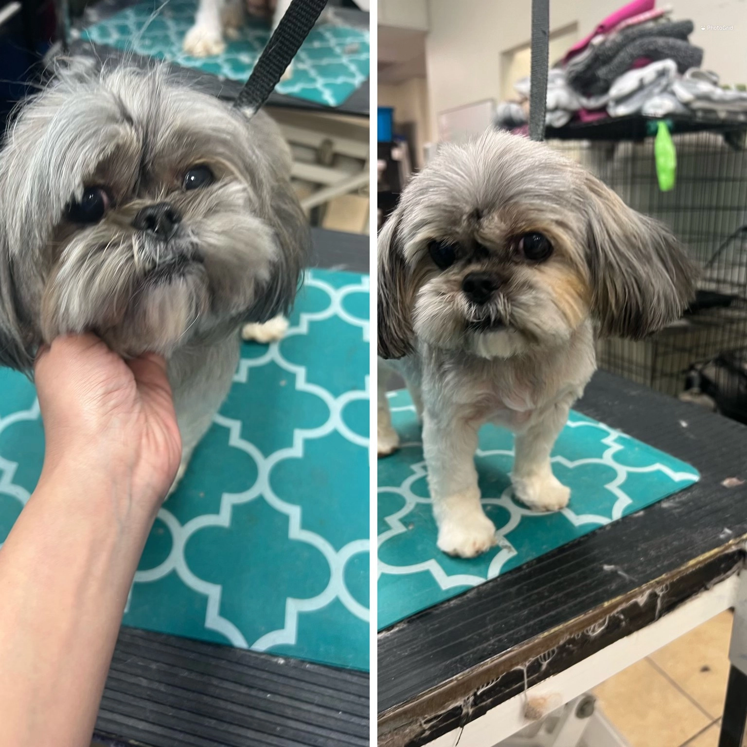 dog17