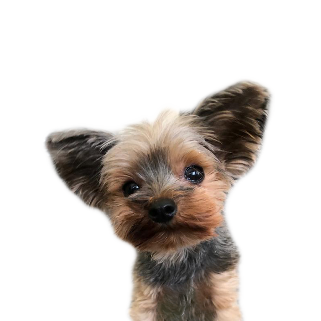 Tiny Little Paws Dog Grooming